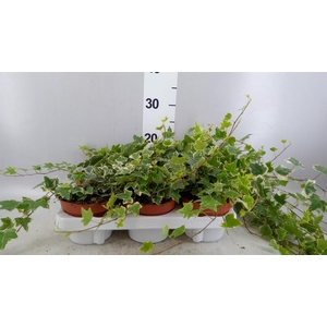 Hedera helix 'Eva'