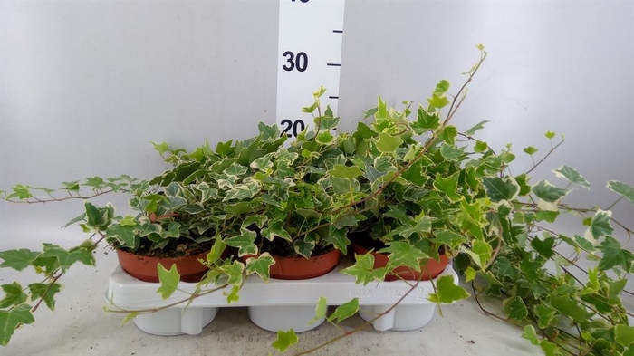 <h4>Hedera helix 'Eva'</h4>