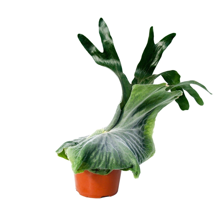 <h4>Platycerium superbum</h4>