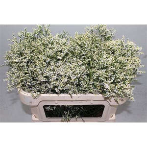 Limonium S Clear Diamond