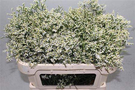 <h4>Limonium S Clear Diamond</h4>