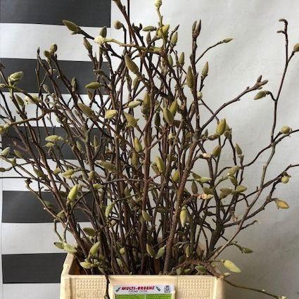 <h4>MAGNOLIA OV</h4>