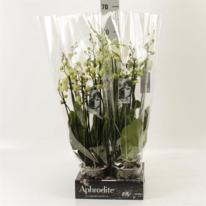 <h4>Phalaenopsis   ...white</h4>