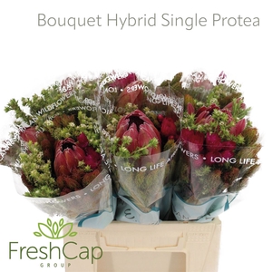 Bouquet Hybrid Single Protea