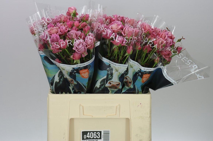 <h4>Di Barb White</h4>