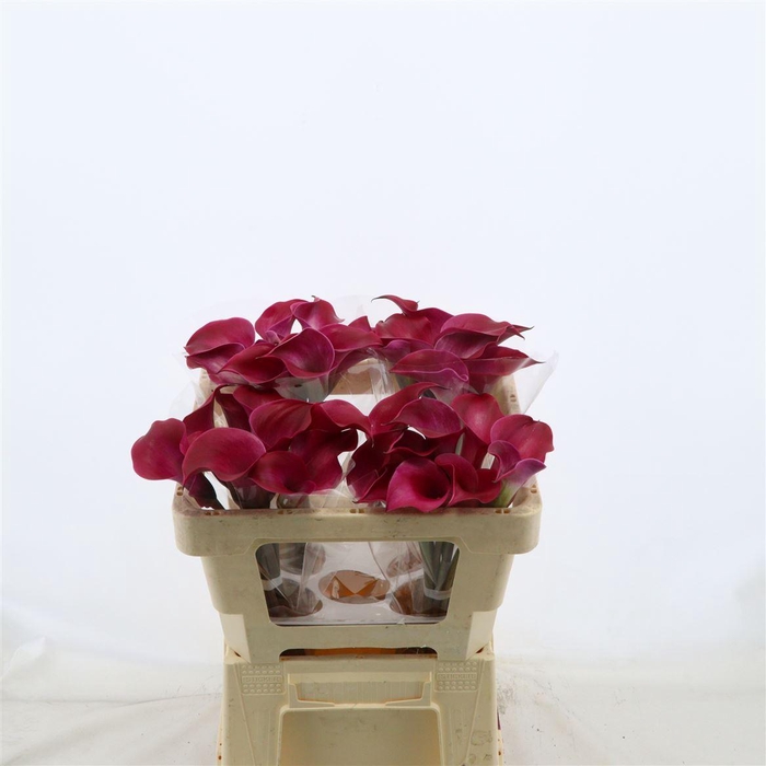 <h4>Calla Tokyo</h4>