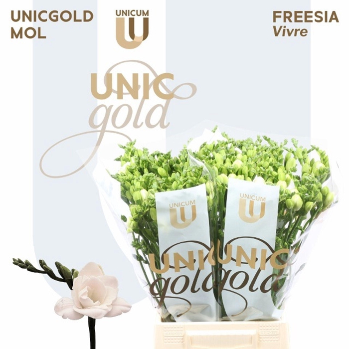 <h4>Freesia du Vivre</h4>