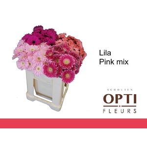 Germini Mix Lila - Pink Water