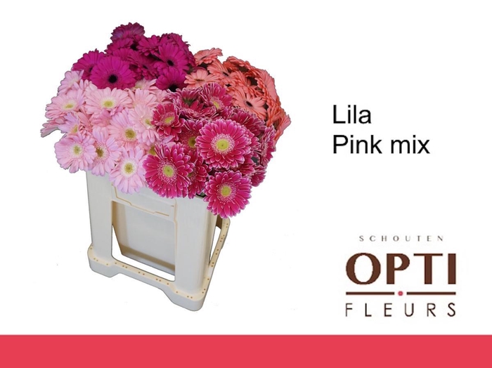 <h4>Germini Mix Lila - Pink Water</h4>