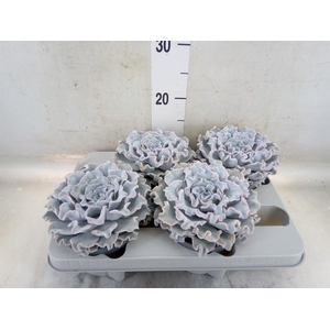 Echeveria   ...