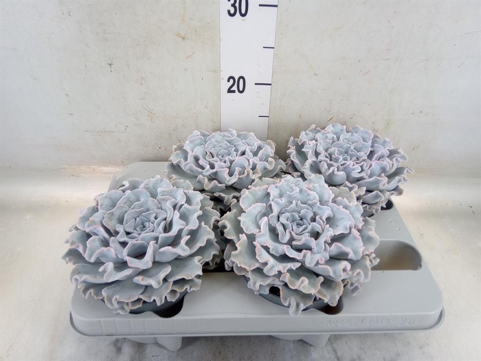 <h4>Echeveria   ...</h4>