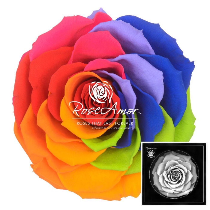 <h4>Bonita Rainbow Red02</h4>