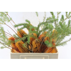 Banksia Ericifolia