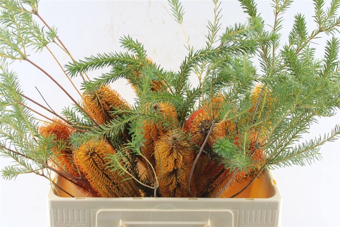 <h4>Banksia Ericifolia</h4>
