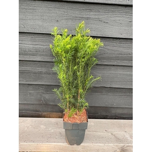 Taxus media Groenland