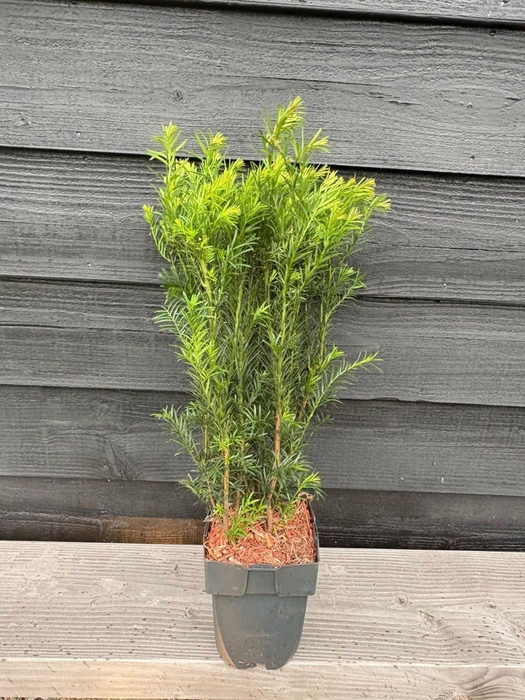 <h4>Taxus media Groenland</h4>
