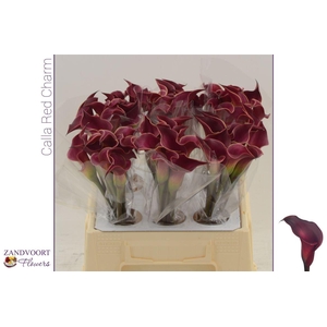 Calla Red Charm