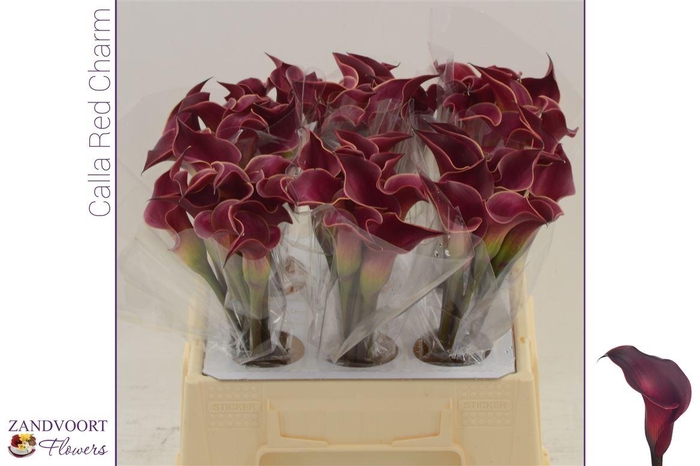 <h4>Calla Red Charm</h4>