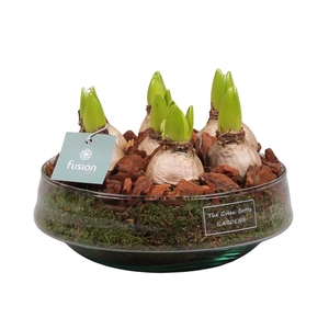 Green Bottle Iris Medium met Hyacinten