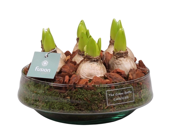 <h4>Green Bottle Iris Medium met Hyacinten</h4>