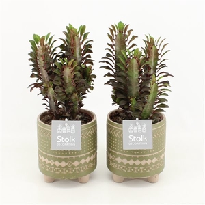 Euphorbia Trigona in Maya Green pot