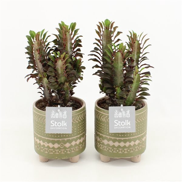 Euphorbia Trigona in Maya Green pot