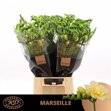 <h4>Fr Du Marseille Yellow / Creme</h4>