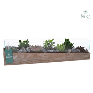 Aquarium Large met Succulenten