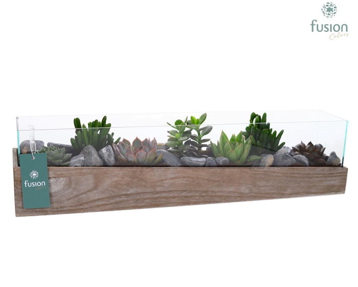 <h4>Aquarium Large met Succulenten</h4>