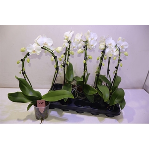 arr8 Phal Ov Wit Mirror