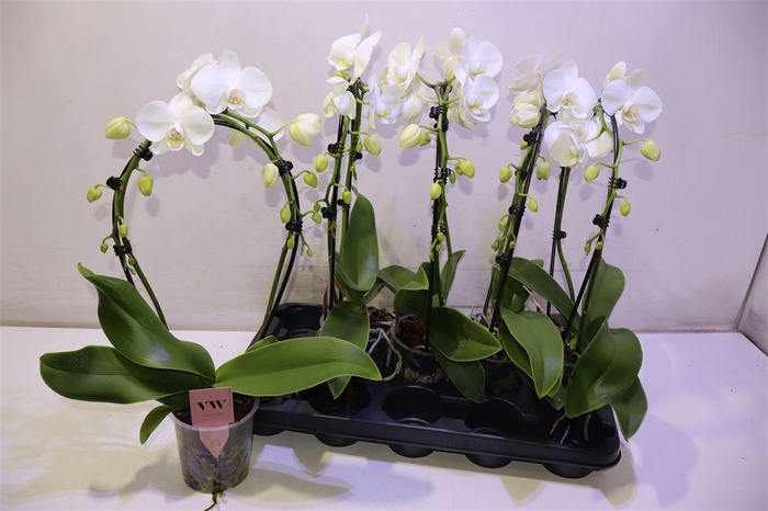 <h4>Phal Ov Wit Mirror</h4>