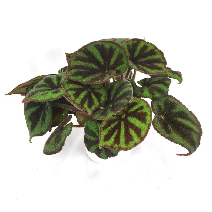 BEGONIA REX-HYBRID P12 MASONIANA