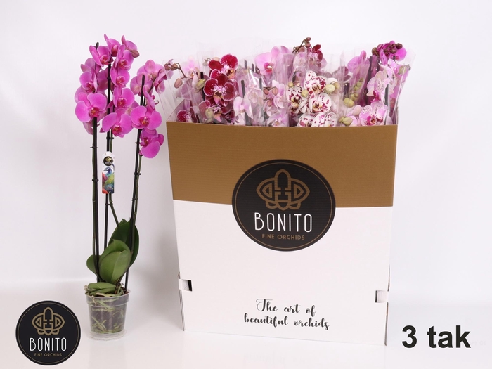 <h4>PHAL GEM 5 KL</h4>