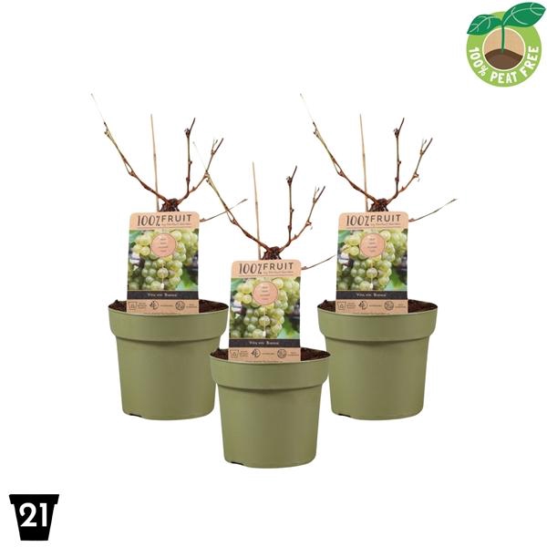 <h4>Vitis vinifera 'Bianca', P21 op stam</h4>