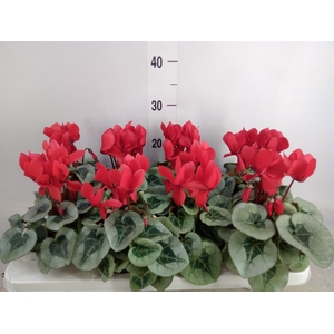 Cyclamen MD 'Rembrandt'