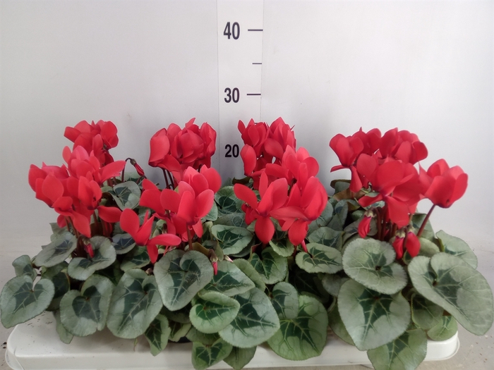 <h4>Cyclamen MD 'Rembrandt'</h4>