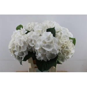 Hydr M Schneeball 60-20 (nl)