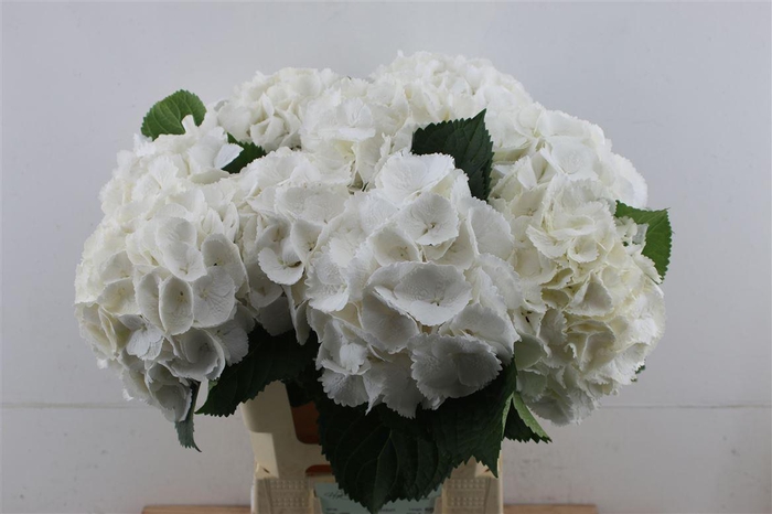 <h4>Hydr M Schneeball 60-20 (nl)</h4>