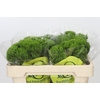 Dianthus Br Kiwi Mellow