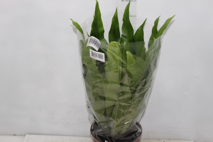 <h4>ASPLENIUM VARIADO P17</h4>