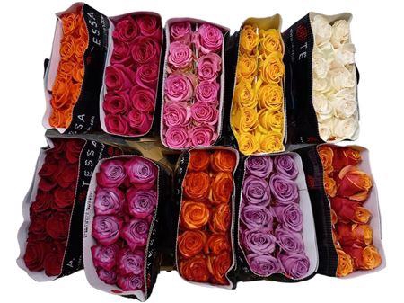 <h4>R GR EQ MIX X10</h4>