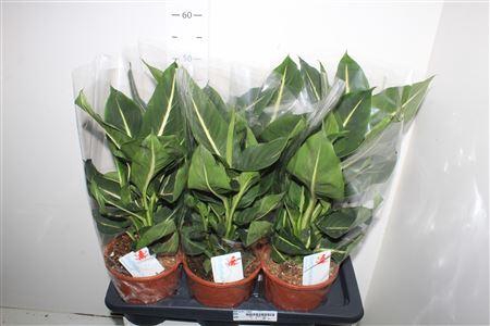 <h4>Dieff Green Magic</h4>