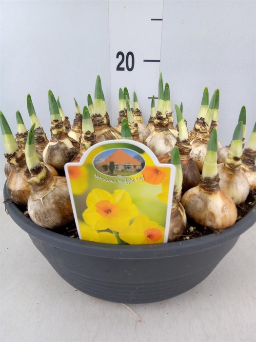 <h4>Narcissus   ...</h4>