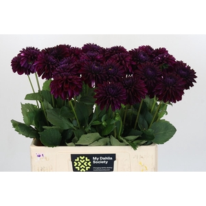 Dahlia Black Lars