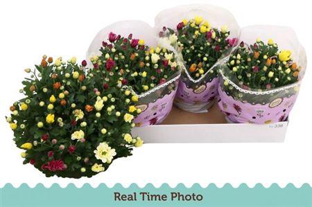 <h4>Chrysant Carnaval</h4>