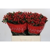 Hypericum True Romance