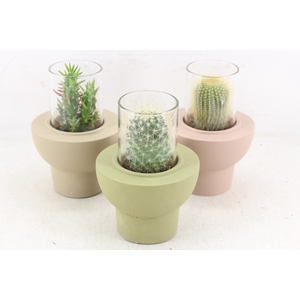 arr3 Demi - Cactus in glas standaard x8