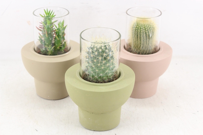 <h4>arr3 Demi - Cactus in glas standaard x8</h4>