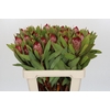 Protea Robijn