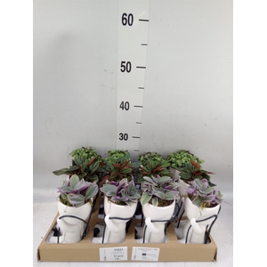 Arr.   Kamerplant Groen L%